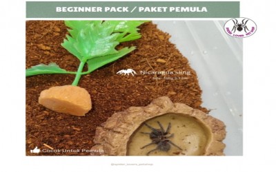 BEGINNER PACK / PAKET PEMULA TARANTULA - KANDANG A